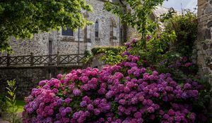 Preview wallpaper castle, flowers, bush, architecture