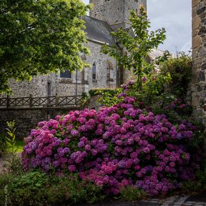 Preview wallpaper castle, flowers, bush, architecture