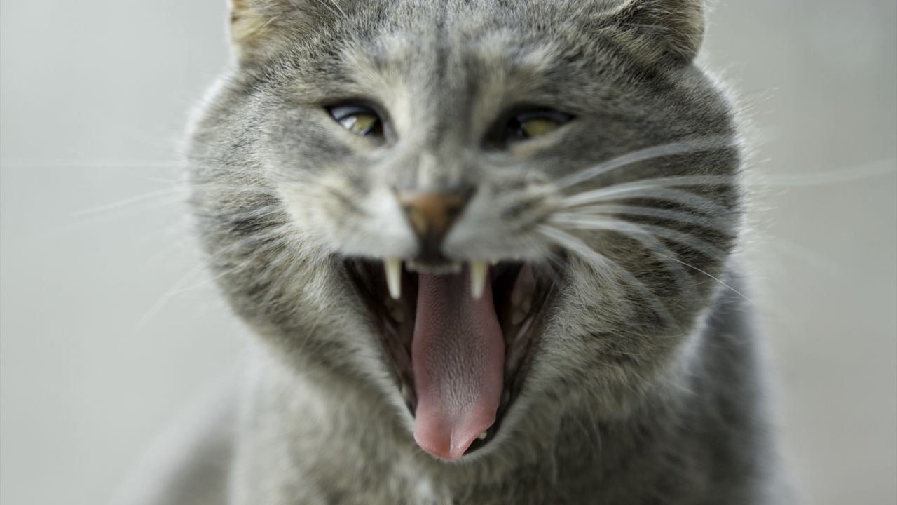 Wallpaper cat, aggression, funny