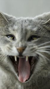 Preview wallpaper cat, aggression, funny