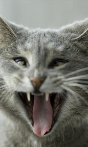 Preview wallpaper cat, aggression, funny