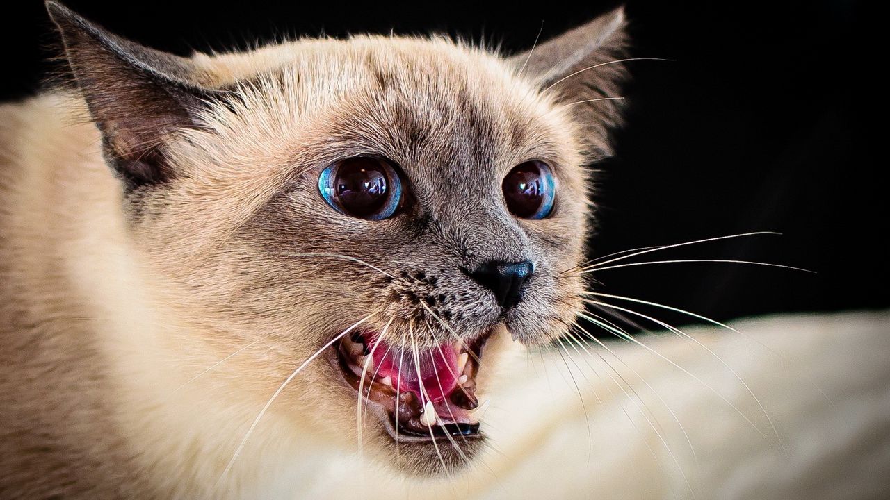 Wallpaper cat, aggression, look, face