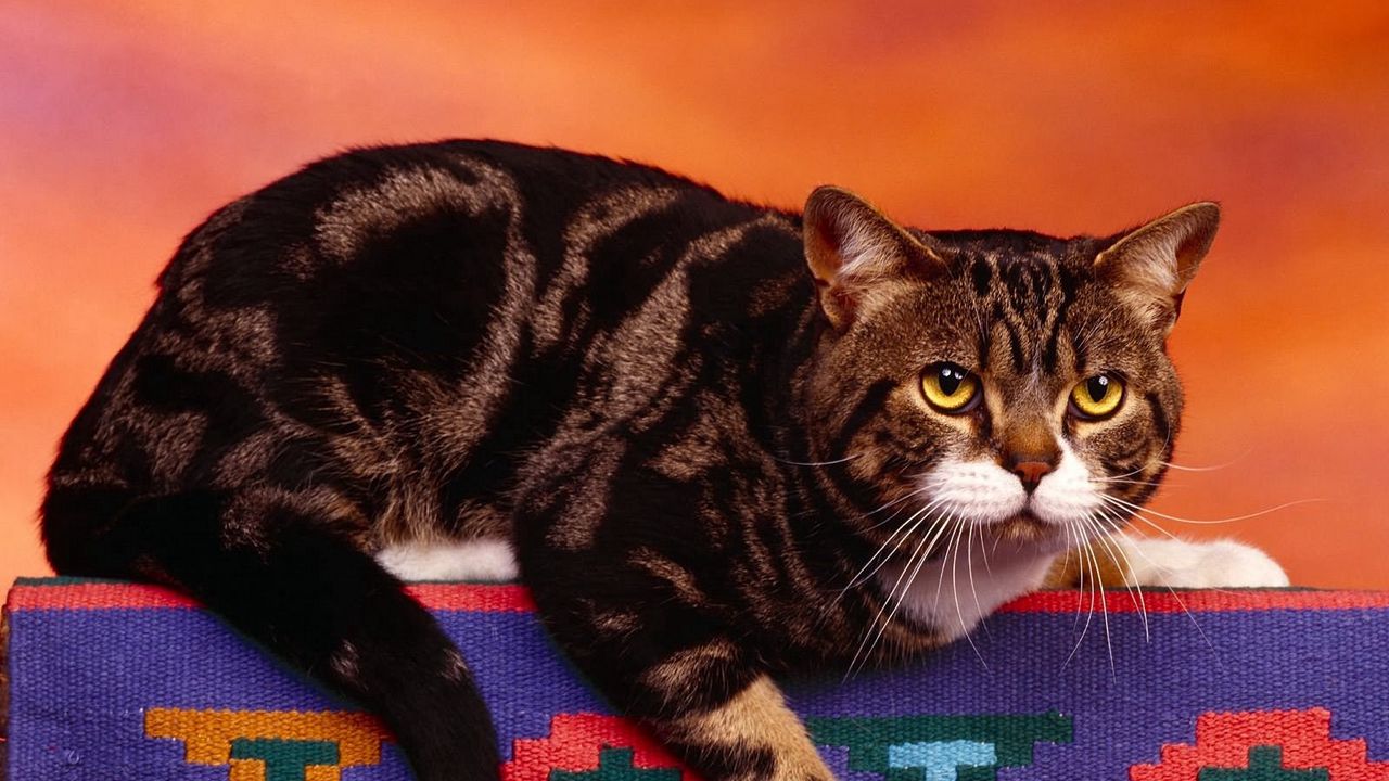 Wallpaper cat, angry, lying, thick