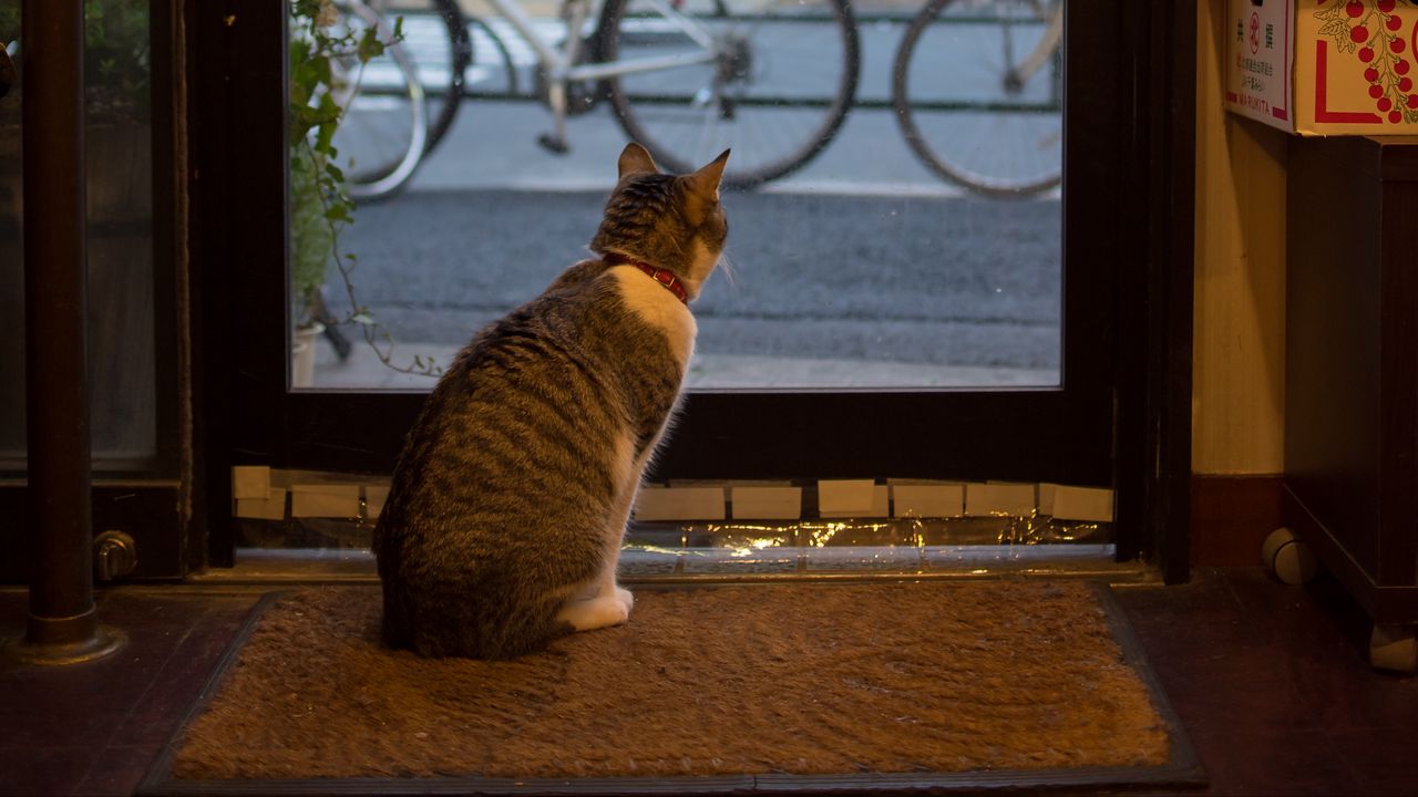 Wallpaper cat, animal, door, glass, watching