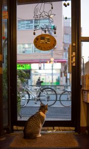 Preview wallpaper cat, animal, door, glass, watching