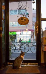 Preview wallpaper cat, animal, door, glass, watching