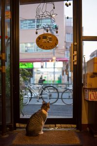 Preview wallpaper cat, animal, door, glass, watching
