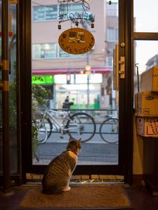 Preview wallpaper cat, animal, door, glass, watching