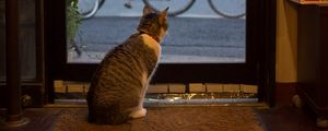 Preview wallpaper cat, animal, door, glass, watching