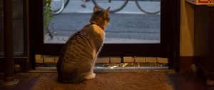 Preview wallpaper cat, animal, door, glass, watching