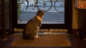 Preview wallpaper cat, animal, door, glass, watching