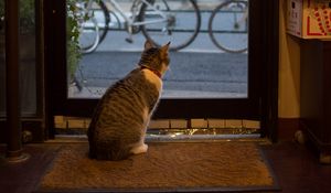 Preview wallpaper cat, animal, door, glass, watching