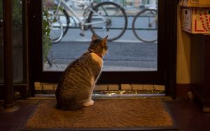Preview wallpaper cat, animal, door, glass, watching