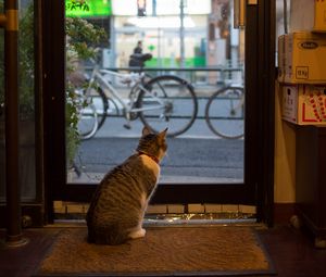 Preview wallpaper cat, animal, door, glass, watching