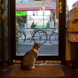 Preview wallpaper cat, animal, door, glass, watching
