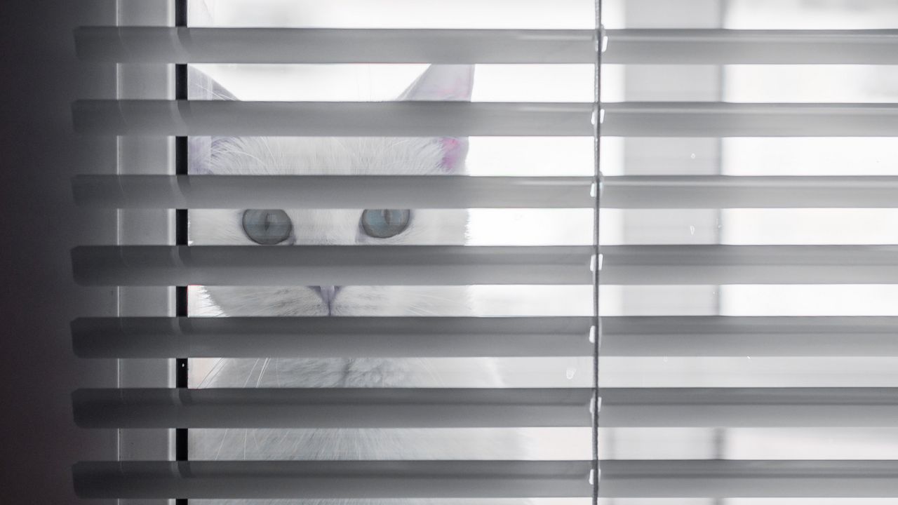 Wallpaper cat, animal, glance, blinds, white