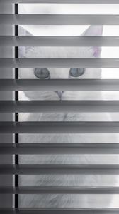 Preview wallpaper cat, animal, glance, blinds, white