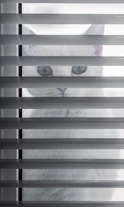 Preview wallpaper cat, animal, glance, blinds, white