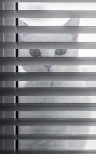 Preview wallpaper cat, animal, glance, blinds, white