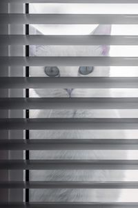 Preview wallpaper cat, animal, glance, blinds, white