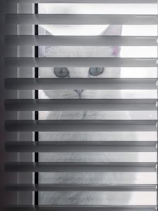 Preview wallpaper cat, animal, glance, blinds, white