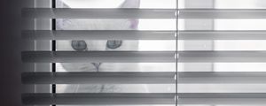 Preview wallpaper cat, animal, glance, blinds, white