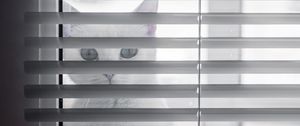 Preview wallpaper cat, animal, glance, blinds, white