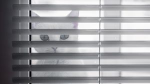 Preview wallpaper cat, animal, glance, blinds, white