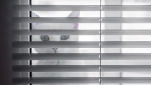 Preview wallpaper cat, animal, glance, blinds, white