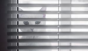 Preview wallpaper cat, animal, glance, blinds, white