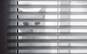 Preview wallpaper cat, animal, glance, blinds, white