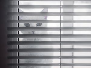 Preview wallpaper cat, animal, glance, blinds, white