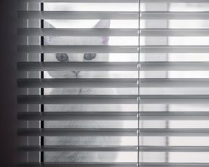 Preview wallpaper cat, animal, glance, blinds, white