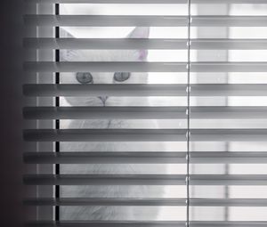 Preview wallpaper cat, animal, glance, blinds, white