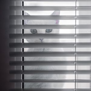 Preview wallpaper cat, animal, glance, blinds, white