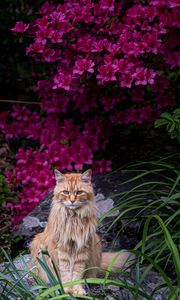 Preview wallpaper cat, animal, glance, fluffy, flowers, garden