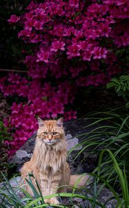 Preview wallpaper cat, animal, glance, fluffy, flowers, garden