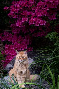Preview wallpaper cat, animal, glance, fluffy, flowers, garden
