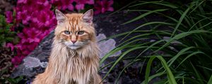 Preview wallpaper cat, animal, glance, fluffy, flowers, garden