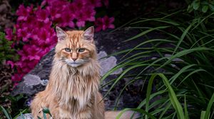 Preview wallpaper cat, animal, glance, fluffy, flowers, garden