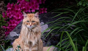 Preview wallpaper cat, animal, glance, fluffy, flowers, garden