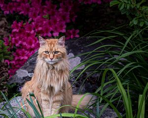 Preview wallpaper cat, animal, glance, fluffy, flowers, garden