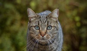 Preview wallpaper cat, animal, glance, pet