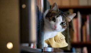 Preview wallpaper cat, animal, glance, pet, ears