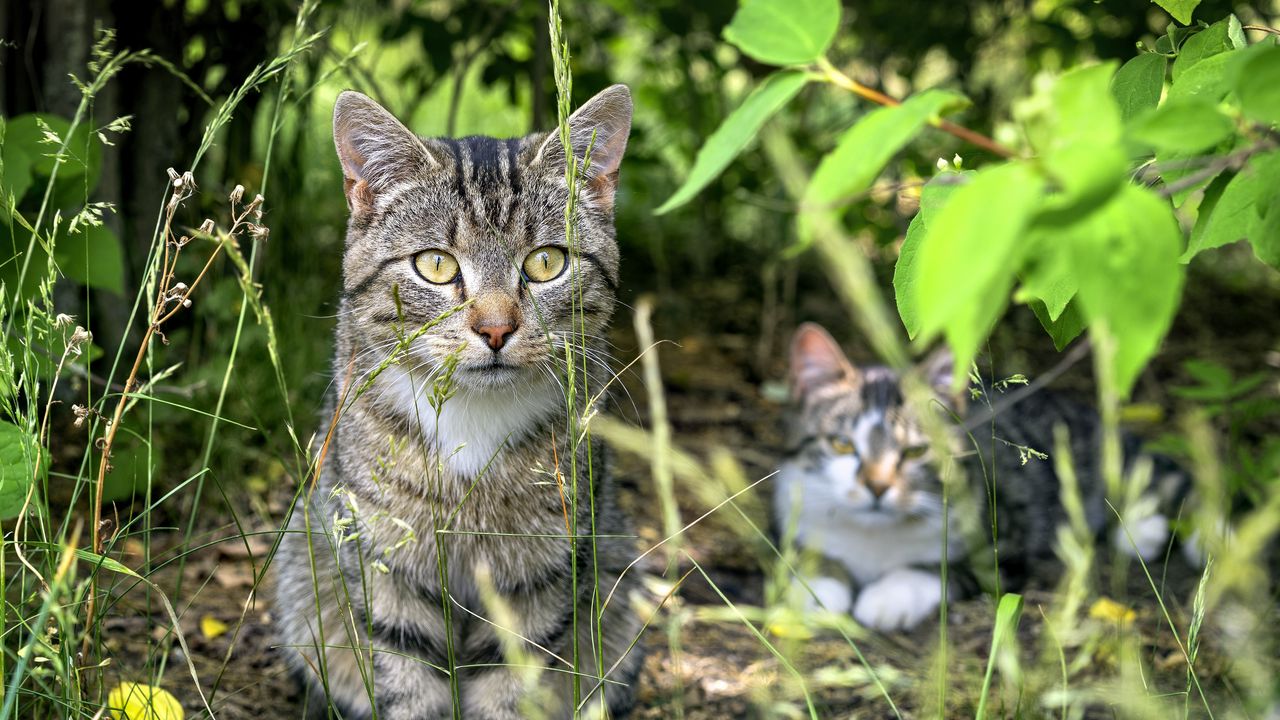 Wallpaper cat, animal, grass, blur