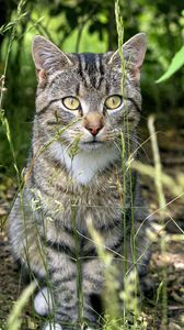 Preview wallpaper cat, animal, grass, blur