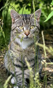 Preview wallpaper cat, animal, grass, blur