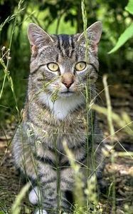 Preview wallpaper cat, animal, grass, blur