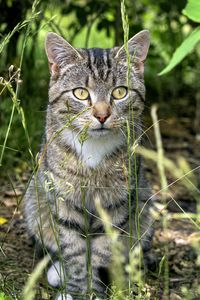 Preview wallpaper cat, animal, grass, blur