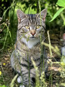 Preview wallpaper cat, animal, grass, blur